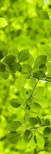 Фотообои "Зеленые листья" Moda Interio