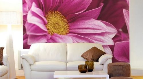 Фотообои "Цветы Хризантемы" Moda Interio