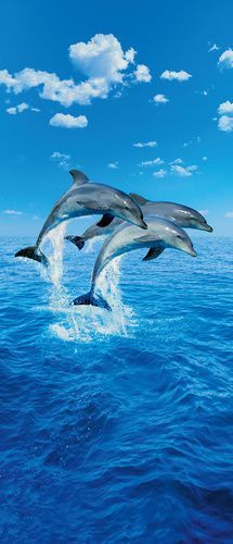 Фотообои "Три дельфина"