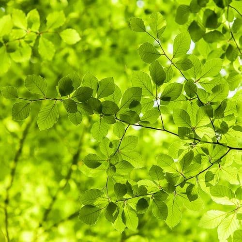 Фотообои "Зеленые листья" Moda Interio