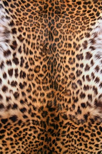 Фотообои "Шкура леопарда" Moda Interio