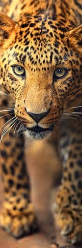 Фотообои "Леопард" Moda Interio