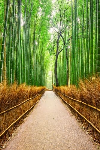Фотообои "Бамбуковый лес" Moda Interio
