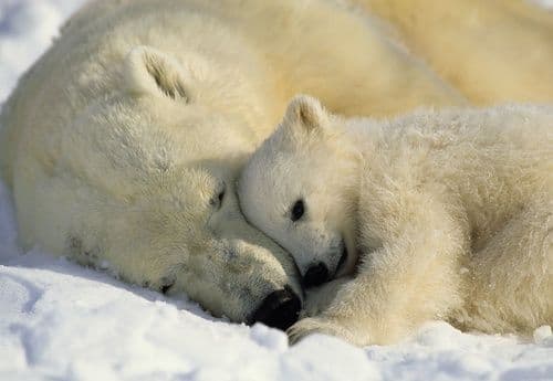 Фотообои "Белые медведи" Komar