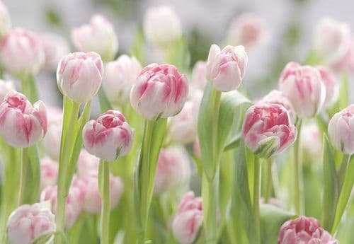 Фотообои "Тюльпаны розовые" Komar