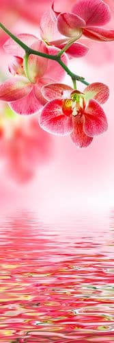 Фотообои "Цветы Орхидеи" Moda Interio
