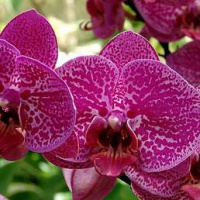 С-318 Орхидея Divino