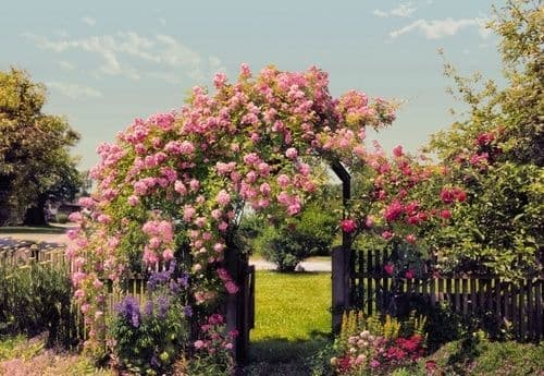 Фотообои "Розы в саду" Komar