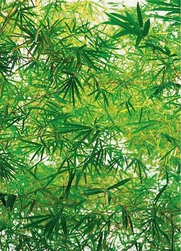 Фотообои "Ветви бамбука"
