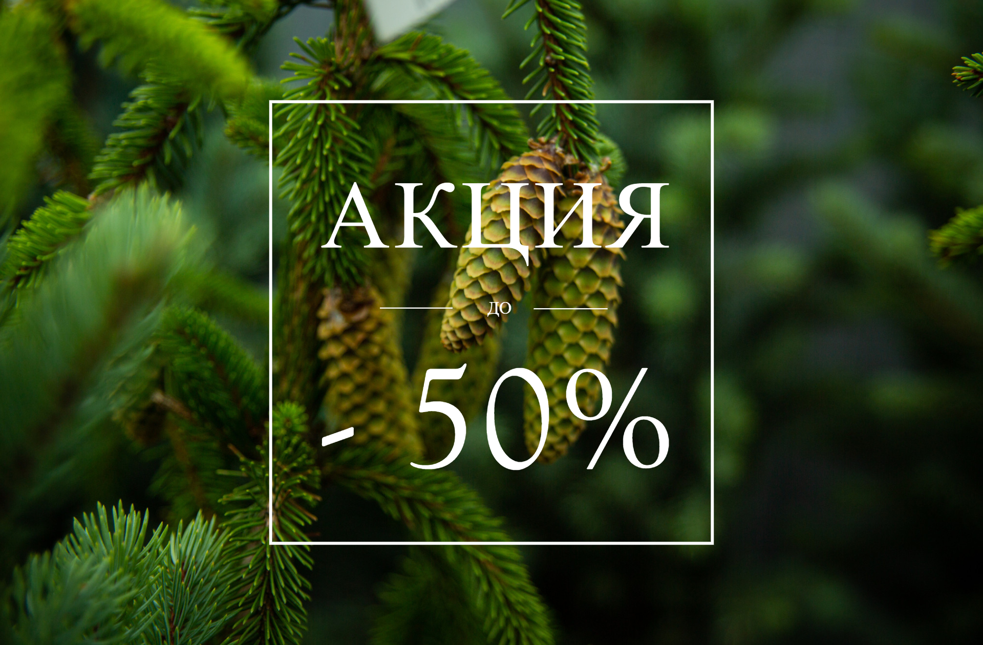 Минус 50% на хвойники в комах