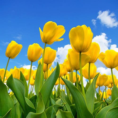 Фотообои "Желтые тюльпаны 2"