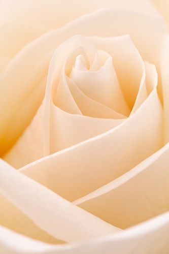 Фотообои "Белая роза" Moda Interio