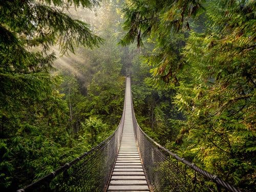Фотообои "Мост в лесу 2"