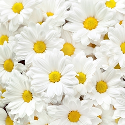 С-247 Ромашки С-247 Ромашки